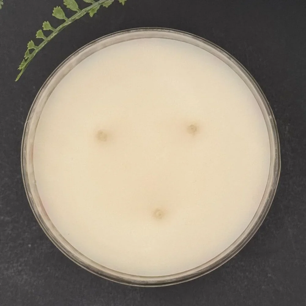 BBW Daffodil Daydreams Bath & Body Works 3 Wick Candle - Picture 7 of 10